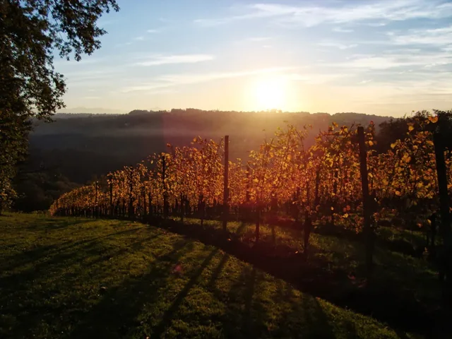 Rangs de vigne du domaine dans la lumière d’automne