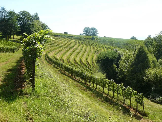 Rangs de vigne en terrasses sur le coteau du Domaine de Souch
